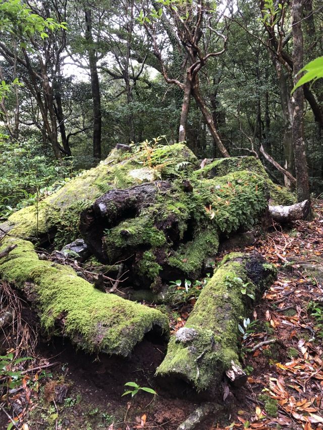 白谷雲水峽