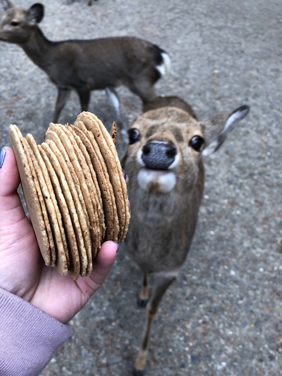 🦌 Nara, Japan 🇯🇵