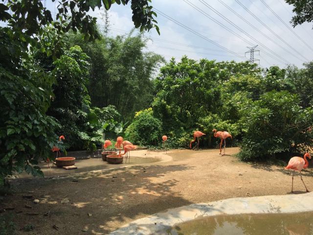 Chimelong Bird Park
