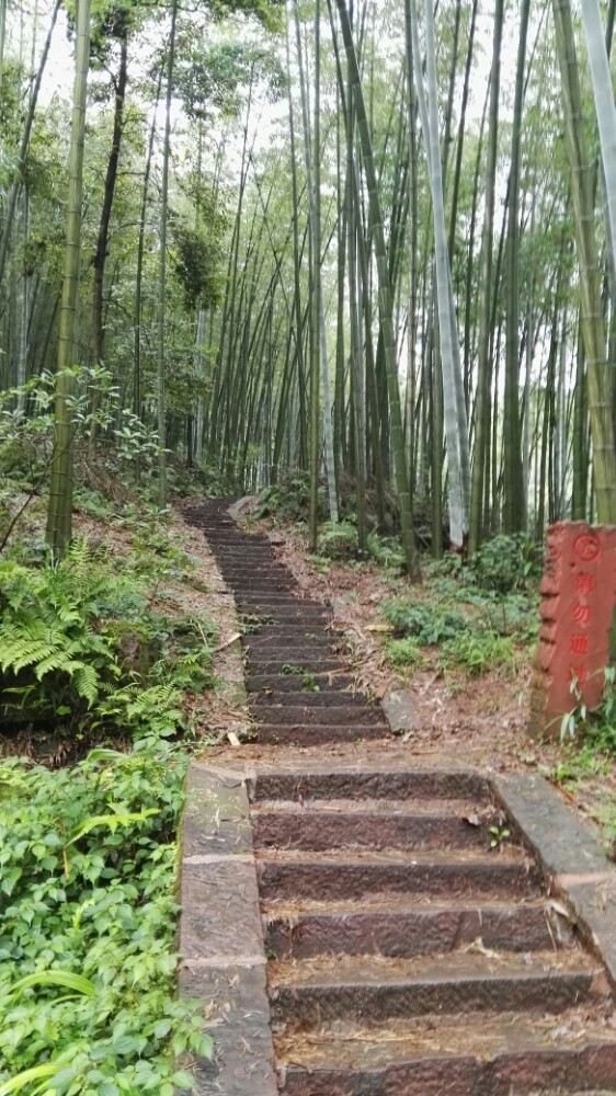 Shunan Zhuhai (“South Sichuan Bamboo Sea”) National Park