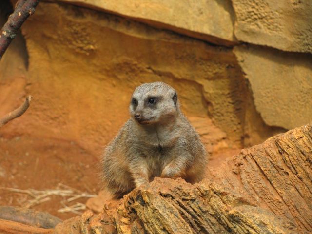 Lincoln Park Zoo
