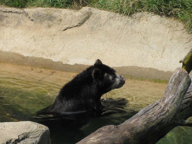 Lincoln Park Zoo