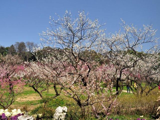 매원