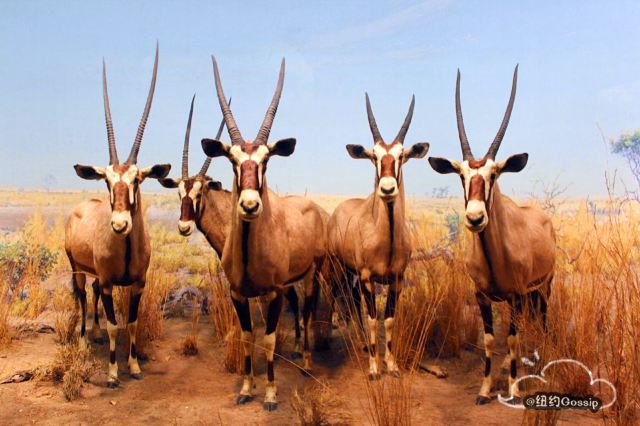 American Museum of Natural History