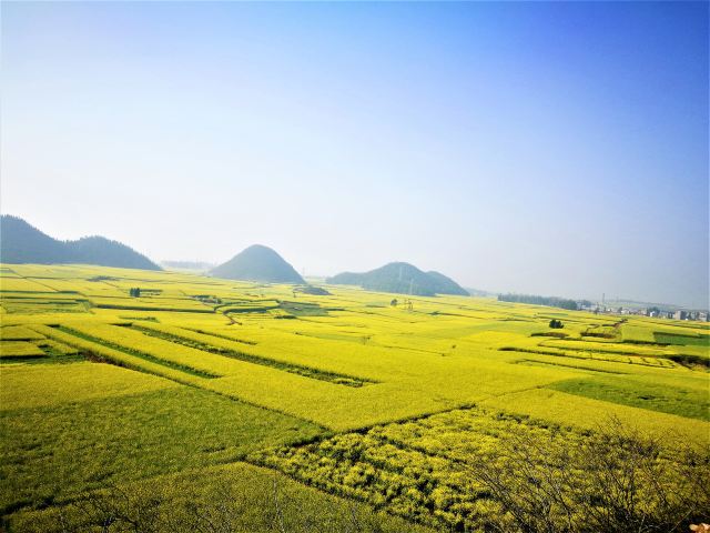 Luoping Canola Flower Ocean
