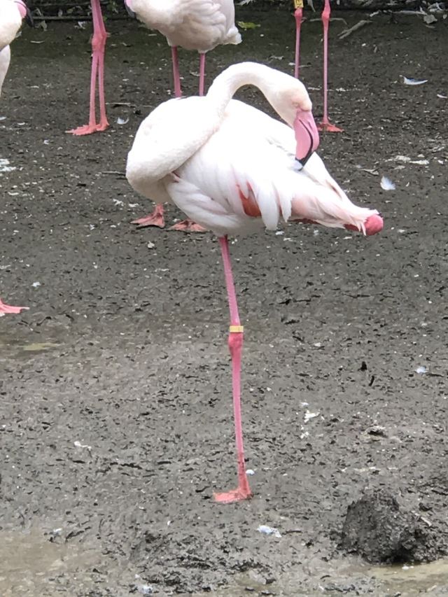 Auckland Zoo