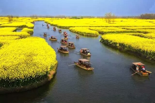 江苏兴化千岛菜花风景旅游区