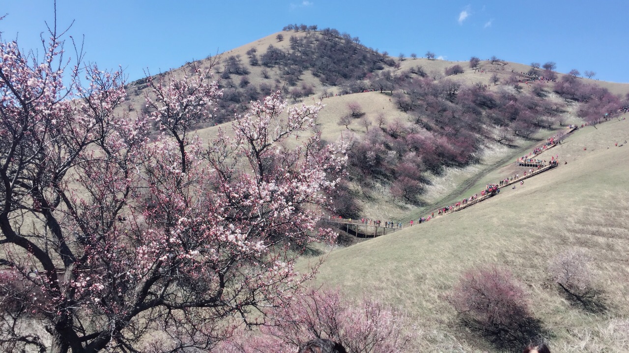 新疆新源县吐尔根  每年四月初花季