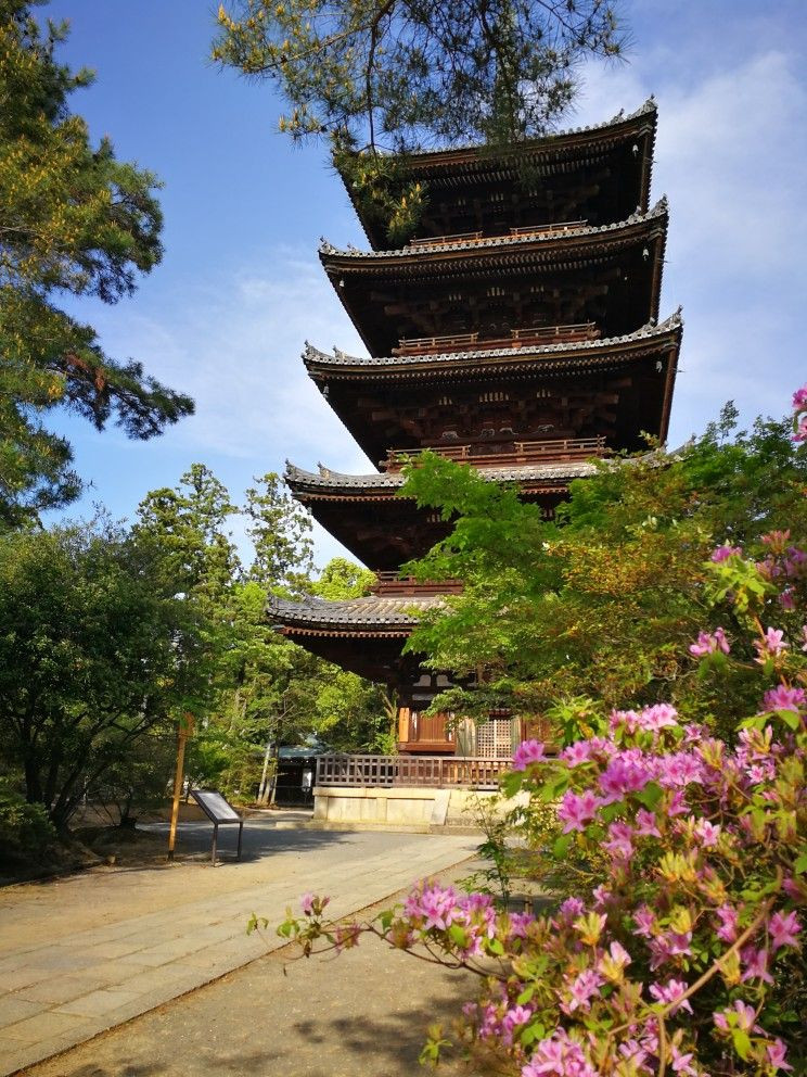 水菱环球之旅の京都仁和寺-携程攻略