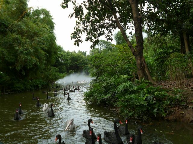 Chimelong Bird Park