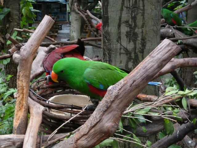 Chimelong Bird Park