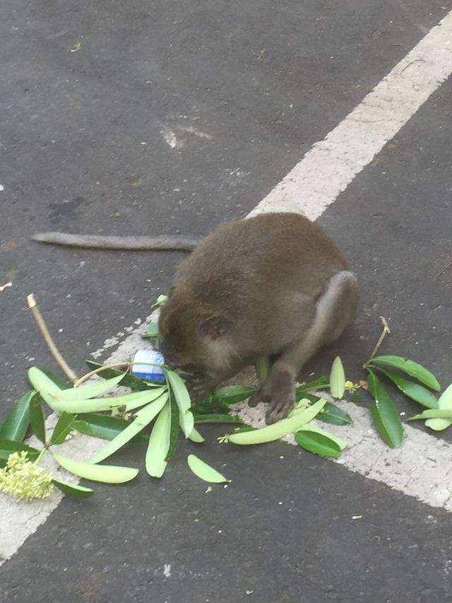 몽키 포레스트