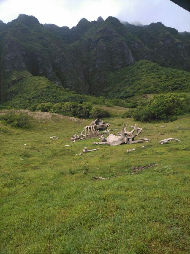 古蘭尼牧場