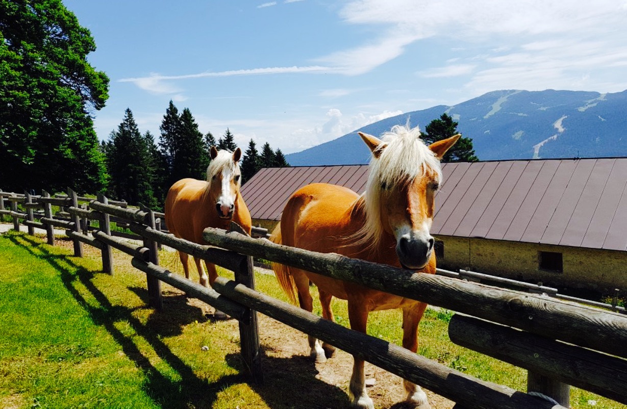 Ristorante dell'Agriturismo Malga Tovre餐厅图片
