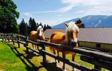 Ristorante dell'Agriturismo Malga Tovre餐厅图片