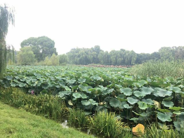 Jiangfu Park