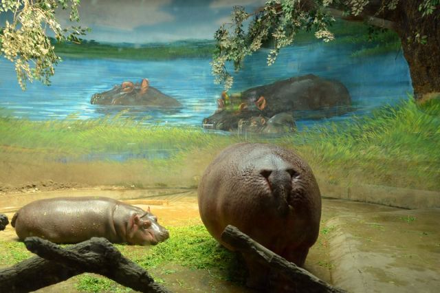 Beijing Zoo