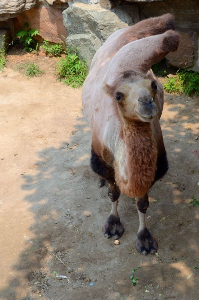 Beijing Zoo