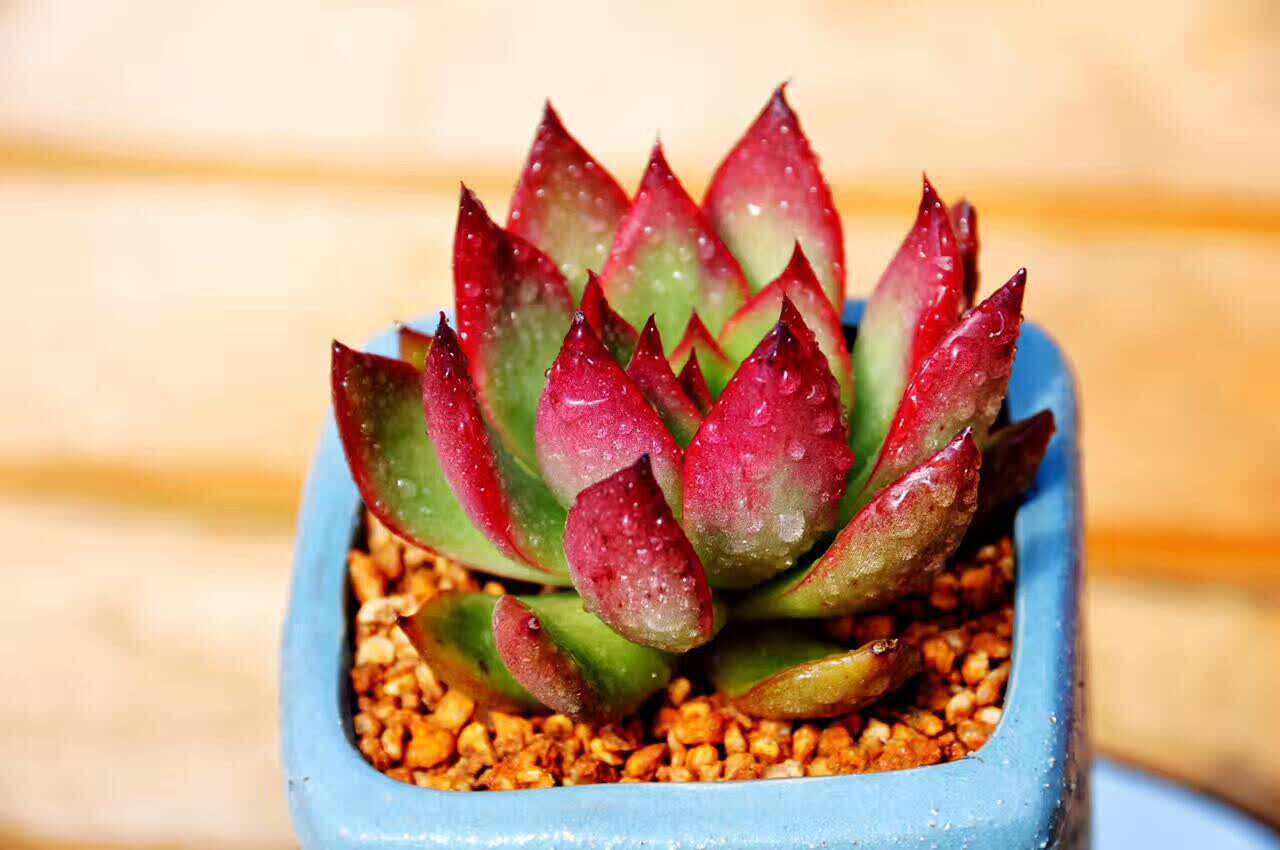 肯德基(祁州店)餐厅图片