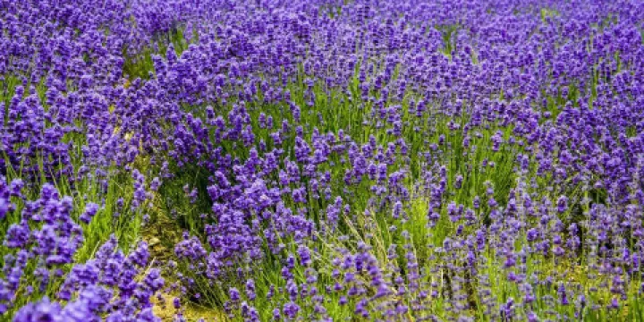 紫蘇麗人薰衣草創意產業園