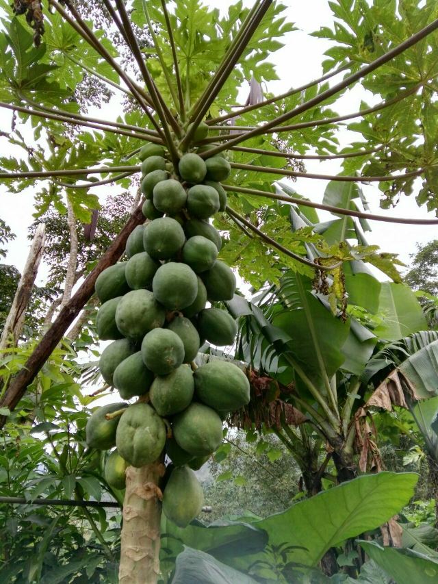 Wuzhishan Tropical Rainforest