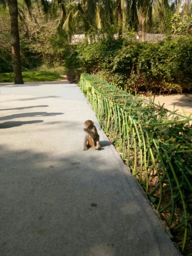 Nanwan Monkey Island