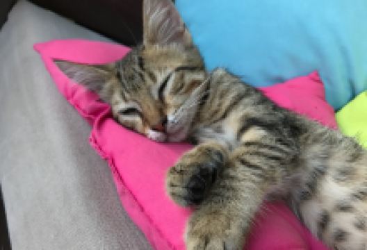 Dalyano Bar美食图片