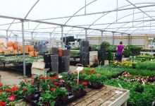 Pearson's Nursery and Tea Room购物图片