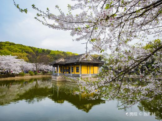 太湖鼋头渚风景区-樱花谷