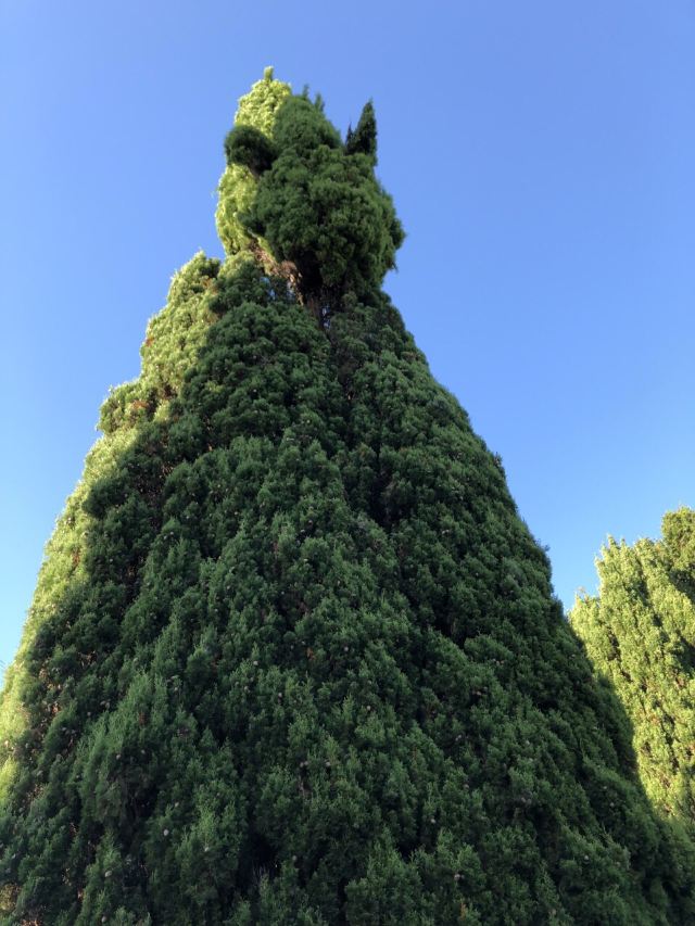 Auckland Domain