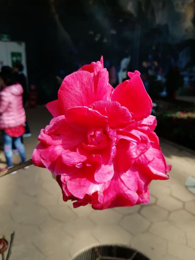 City of Flower