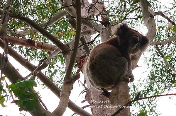 Great Otway National Park Travel Guidebook Must Visit Attractions
