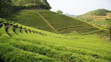 雁南飞茶田景区-梅州-doris圈圈