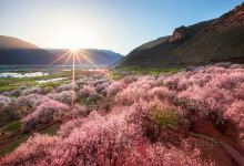嘎拉桃花村景点图片