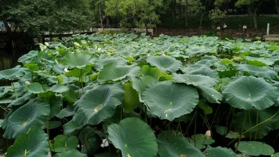崇德村