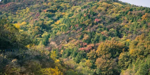 百望山森林公園