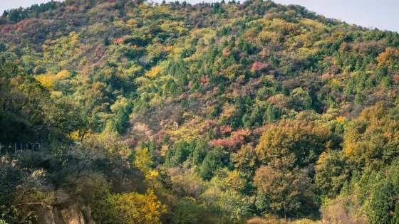 百望山森林公園