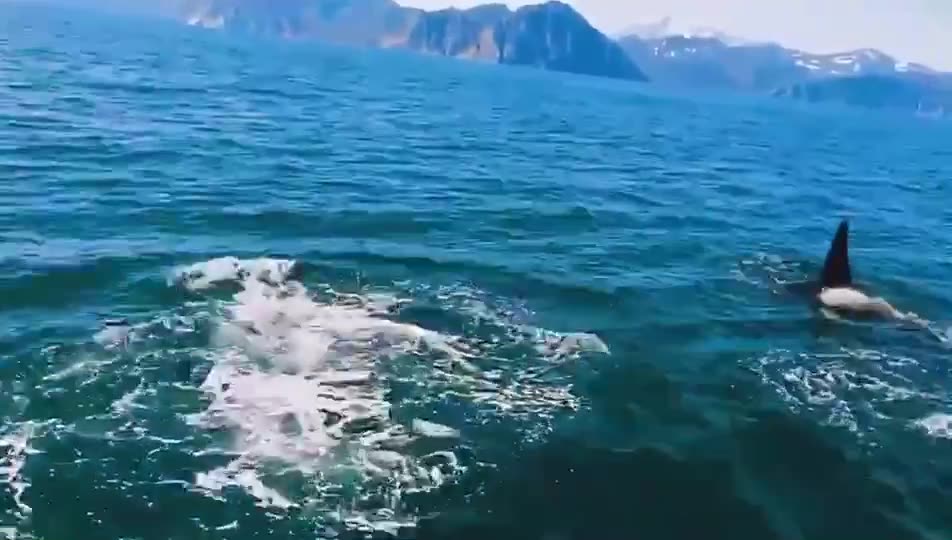 虎鲸遨游俄罗斯湾