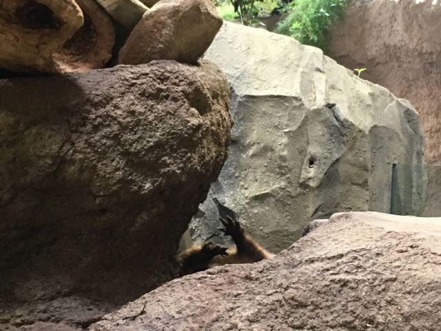 Kobe Animal Kingdom