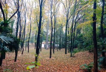 武汉大学+东湖一日游 踏春赏樱/地陪/导游/翻译多语种可选G【全程中文/英文/俄语/小语种服务，沟通无障碍，景点可调】