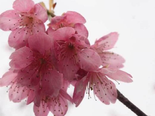 中江樱花岭