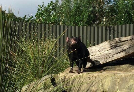 Auckland Zoo
