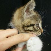 喜欢王菲的小女生