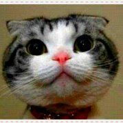 小蛮不要当夜猫