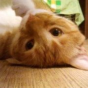 走召弓虽口合口合