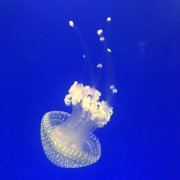 圆滚滚哒橘柚君