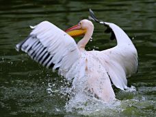 黔灵山公园-贵阳-板凳队员
