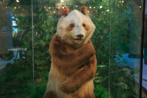 佛坪游记图文-陕西这座博物馆厉害了:日本圣鸟，不丹国兽，镇馆之宝是熊猫