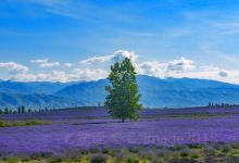 解忧公主薰衣草园景点图片