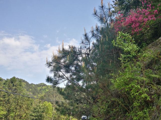 马鬃岭景区旅行图片 1